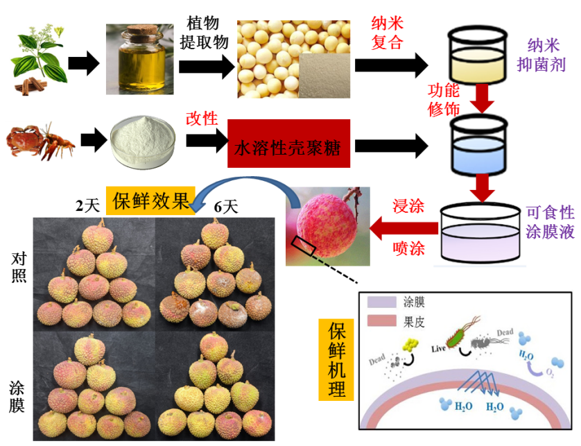 涂膜科技赋能乡村振兴 广东省科技厅助力荔枝保鲜增收行动纪实